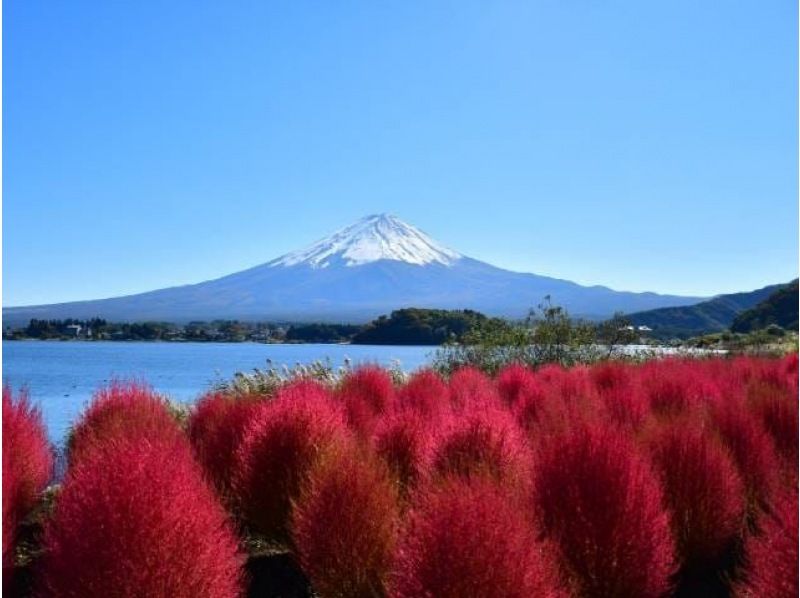 富士山との競演！コキア観賞と秋バラ咲く「河口湖 音楽と森の美術館」バスツアー～生演奏とともに至福のランチタイム【029029-1427】の紹介画像