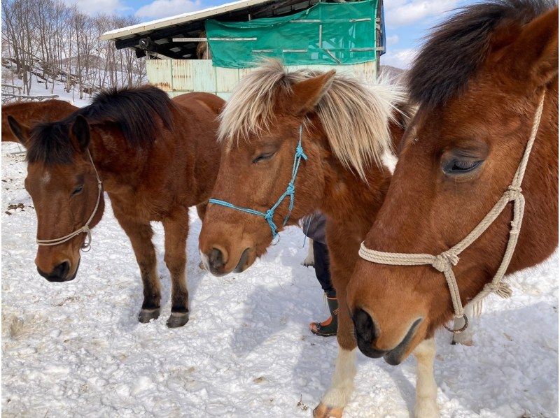 【北海道・登別】ホーストレッキング＜冬季ロングコース約60分＞の紹介画像