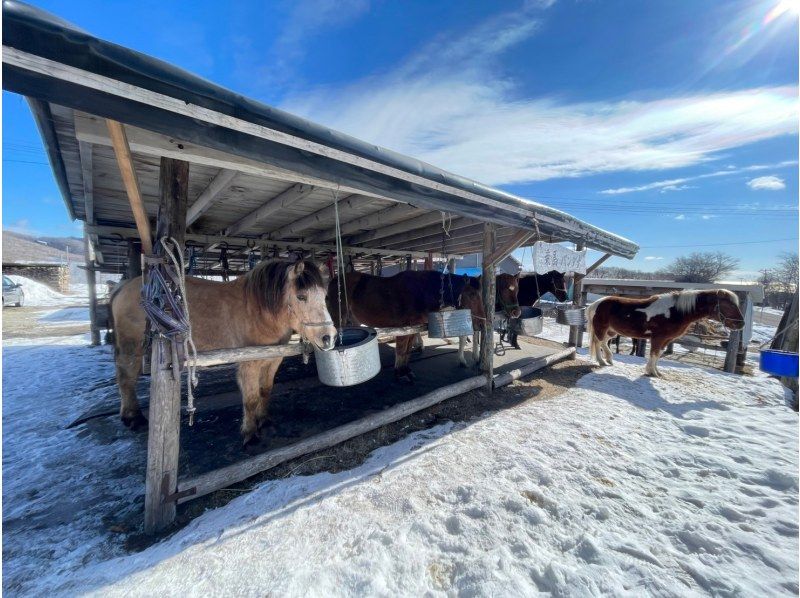【北海道・登別】ホーストレッキング＜冬季ロングコース約60分＞の紹介画像