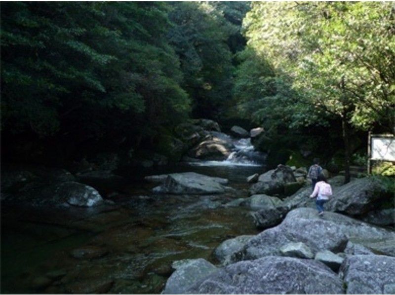 [Kagoshima / Yakushima] Shiratani Unsuikyo B course (5 hours) Recommended for those who want to enjoy the wonderful scenery!の紹介画像