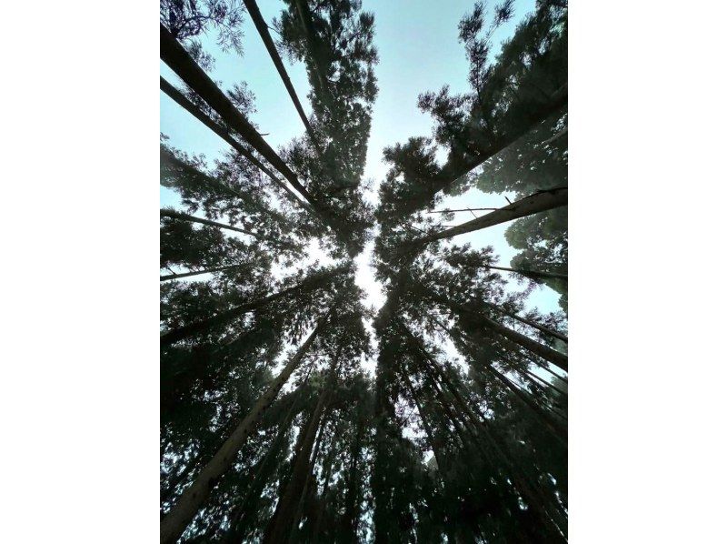 [Tottori, Yose] Forest sauna experience - A barrel sauna where you can "get in tune" with natureの紹介画像