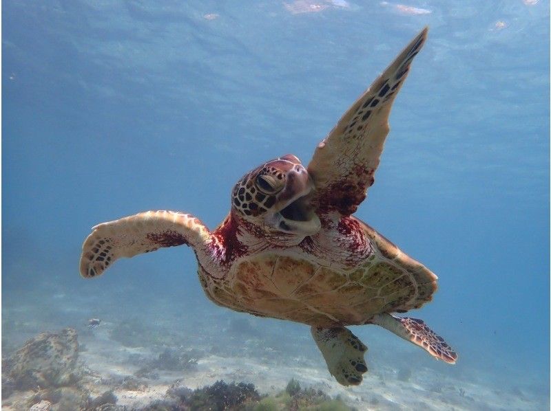 【沖縄・宮古島】宮古ブルーでシュノーケリング。ウミガメやクマノミにも会える！！元水泳部が担当する安心ツアー。写真データ無料。当日予約OKの紹介画像