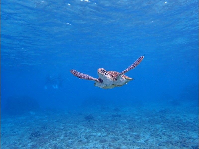 【沖縄・宮古島】宮古ブルーでシュノーケリング。ウミガメやクマノミにも会える！！元水泳部が担当する安心ツアー。写真データ無料。当日予約OKの紹介画像