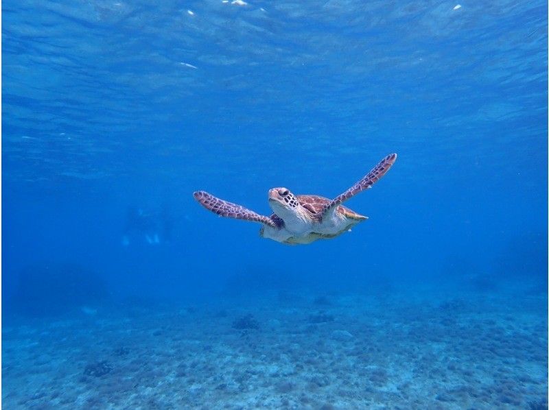 【沖縄・宮古島】宮古ブルーでシュノーケリング。ウミガメやクマノミにも会える！！元水泳部が担当する安心ツアー。写真データ無料。当日予約OKの紹介画像
