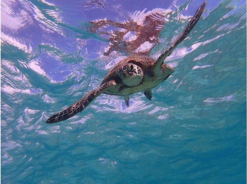 【沖縄・宮古島】宮古ブルーでシュノーケリング。ウミガメやクマノミにも会える！！元水泳部が担当する安心ツアー。写真データ無料。当日予約OKの紹介画像