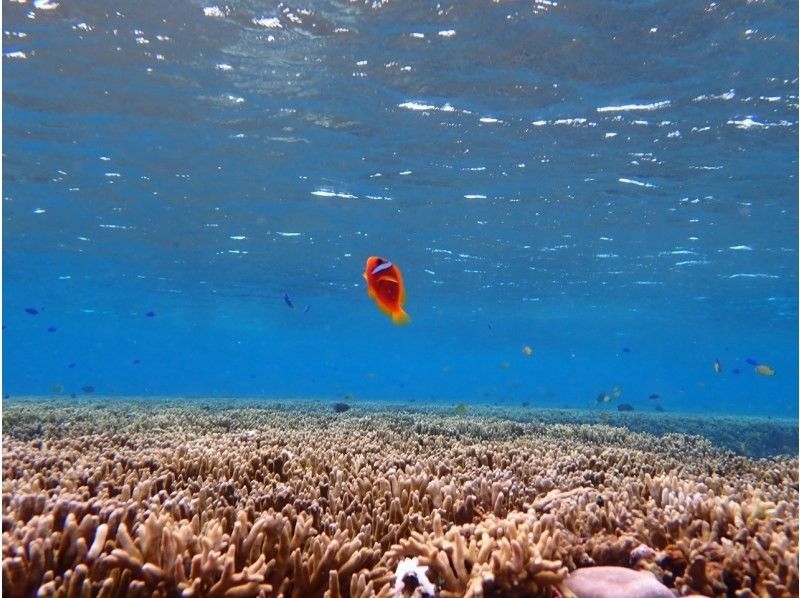 【沖縄・宮古島】宮古ブルーでシュノーケリング。ウミガメやクマノミにも会える！！元水泳部が担当する安心ツアー。写真データ無料。当日予約OKの紹介画像