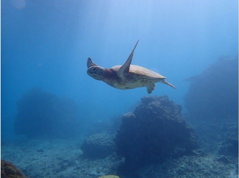 【沖縄・宮古島】宮古ブルーでシュノーケリング。ウミガメやクマノミにも会える！！元水泳部が担当する安心ツアー。写真データ無料。当日予約OKの紹介画像
