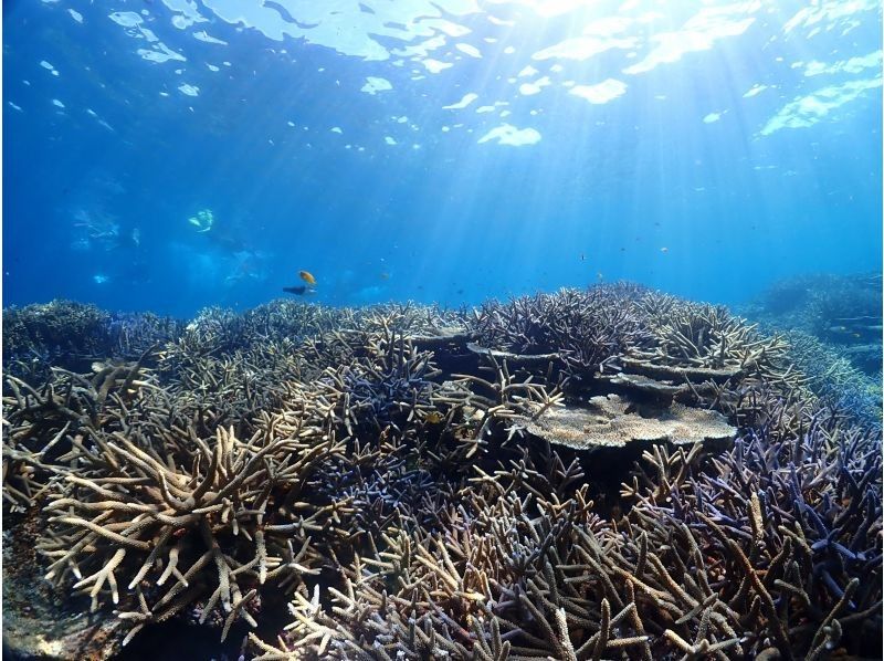 沖縄・宮古島　SUP＆ウミガメシュノーケル半日ツアー！ウミガメやクマノミに会える！クリアサップも変更可。写真データ無料。当日予約OKの紹介画像