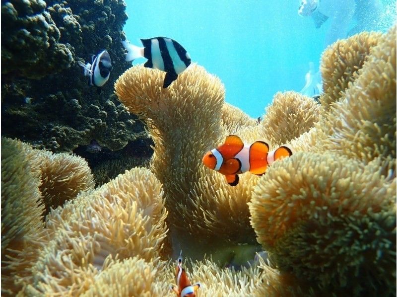 沖縄・宮古島　SUP＆ウミガメシュノーケル半日ツアー！ウミガメやクマノミに会える！クリアサップも変更可。写真データ無料。当日予約OKの紹介画像