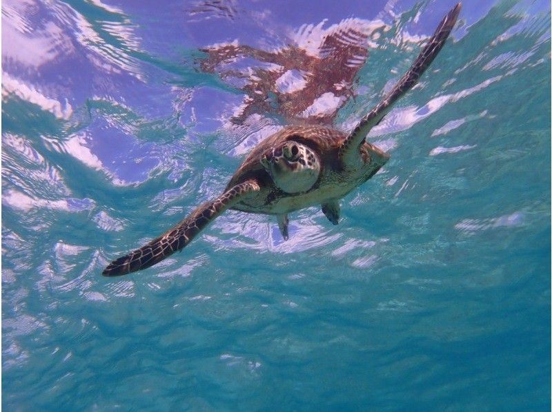 【沖縄・宮古島】クリアSUP＆シュノーケル半日ツアー！ウミガメやクマノミに会える！元水泳部が担当する安心ツアー。写真データ無料。当日予約OKの紹介画像