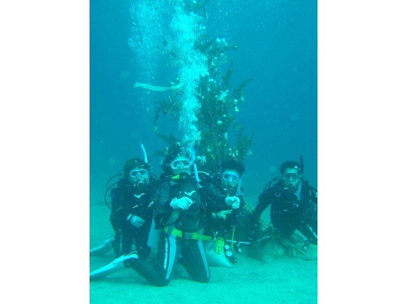 【神奈川・三浦半島ドライスーツ無料！】『体験ダイビングプログラム！午後の部』神奈川・三浦半島　水中のお魚とお友達になろう！の紹介画像