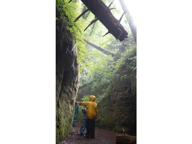 【北海道・支笏湖】映画のような世界観。苔の回廊へハイキングに出かけよう。の紹介画像