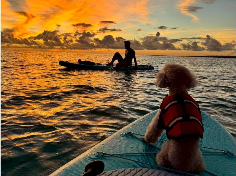 [Miyakojima/Pickup available] ★Same-day reservations OK★ [Relaxing Sunset SUP] ★Free photo and video data★の紹介画像