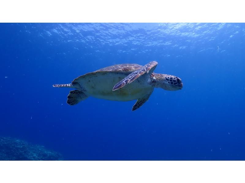 【沖縄・宮古島】ウミガメ＆サンゴの森＆伊良部島最古の居住地ウスヌスン冒険ツアー（約3.5H）の紹介画像