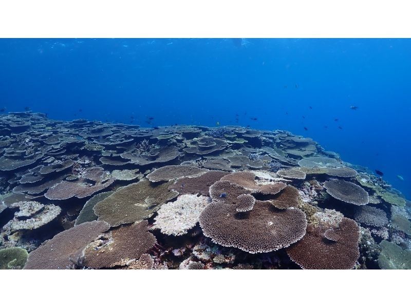 【沖縄・宮古島】ウミガメ＆サンゴの森＆伊良部島最古の居住地ウスヌスン冒険ツアー（約3.5H）の紹介画像