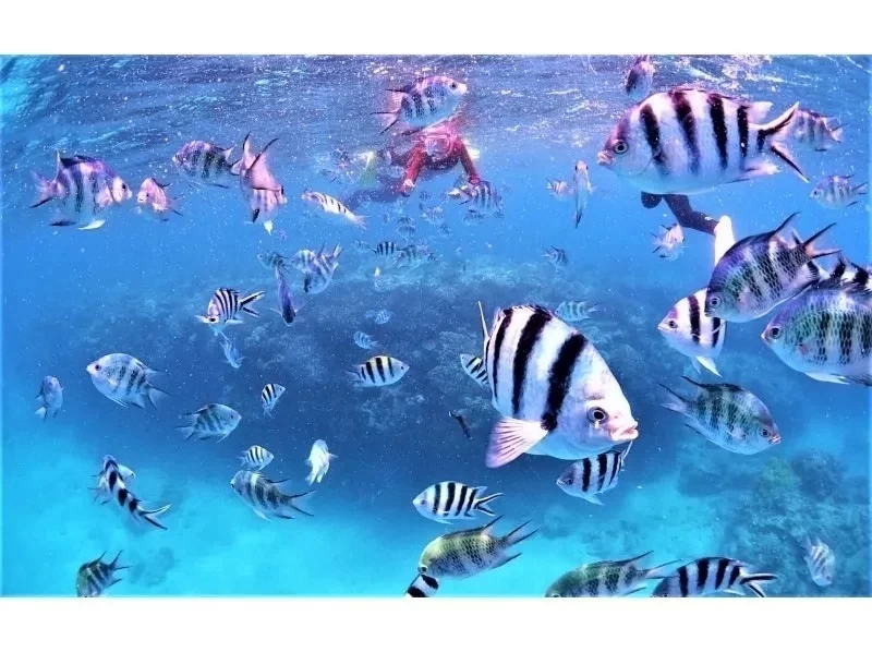 No age restrictions♪ Private plan [Photo/video shooting, feeding experience, towels included] Snorkeling [Near Junglia, Churaumi] Northern, Nago, Motobu, Sesoko Islandの紹介画像