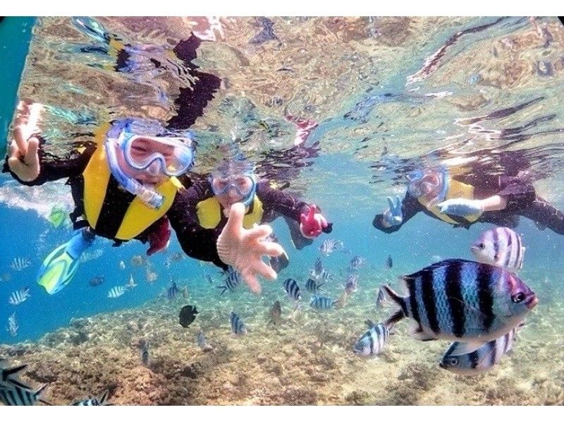 年齢制限なし♪貸切プラン【写真動画撮影・餌付け体験・タオル付】シュノーケリング【ジャングリア、美ら海近く】北部.名護.本部.瀬底島の紹介画像