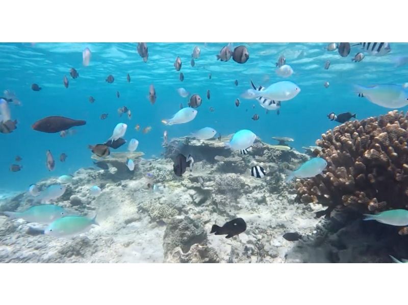 [Okinawa, Kouri] Have the Kouri Blue all to yourself on a private boat! ★2-hour course) Kouri Island Premium Snorkeling & Divingの紹介画像