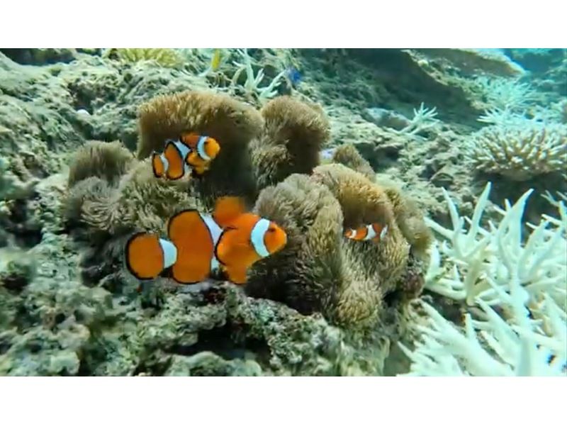 [Okinawa, Kouri] Have the Kouri Blue all to yourself on a private boat! ★2-hour course) Kouri Island Premium Snorkeling & Divingの紹介画像