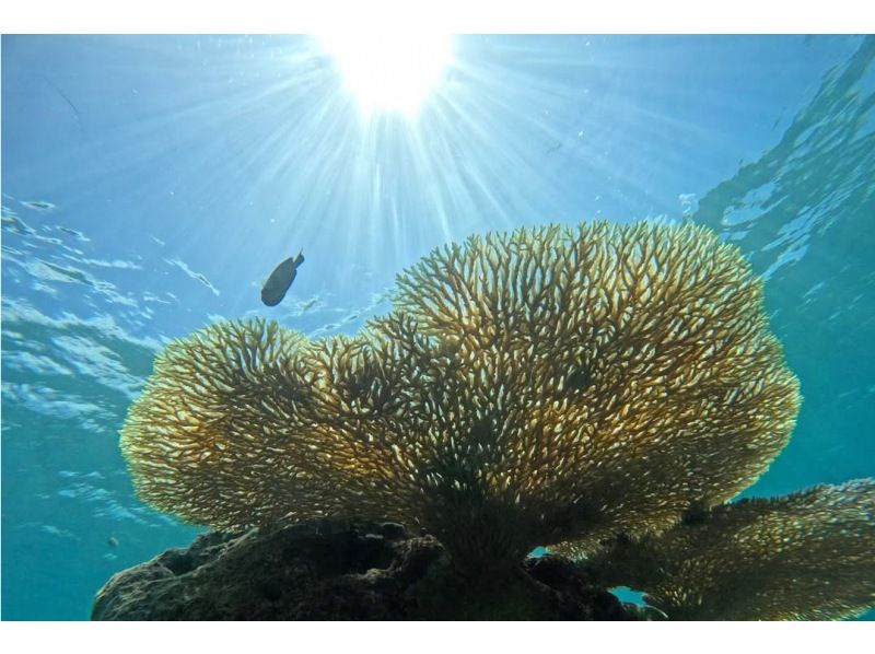 [Okinawa, Kouri] Have the Kouri Blue all to yourself on a private boat! ★2-hour course) Kouri Island Premium Snorkeling & Divingの紹介画像