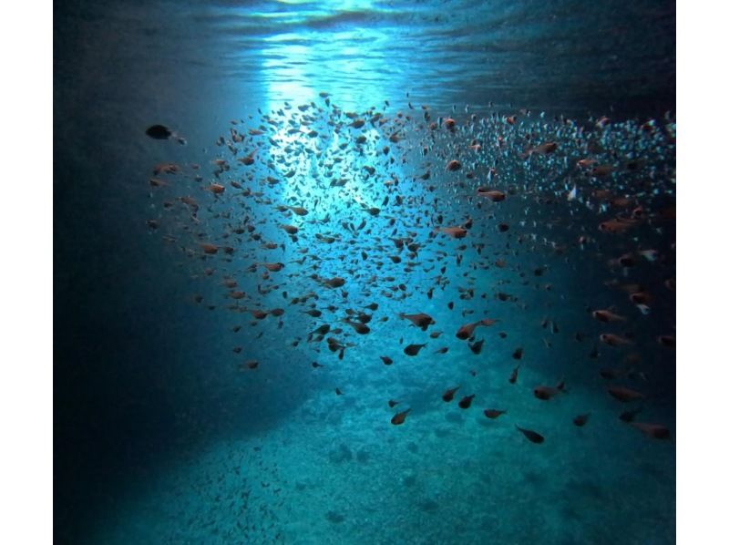 [Okinawa, Onna Village] Luxury without crowds. Okinawa Private Charter Diving Boat Tour (3-hour course)の紹介画像