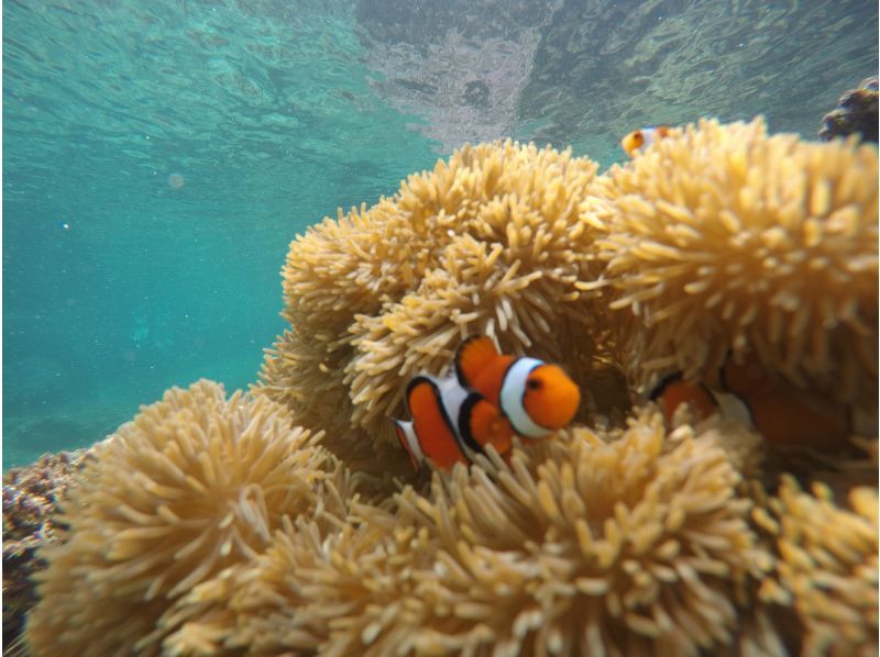 [Okinawa main island] Snorkelingの紹介画像