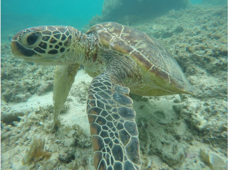 [Okinawa main island] Snorkelingの紹介画像