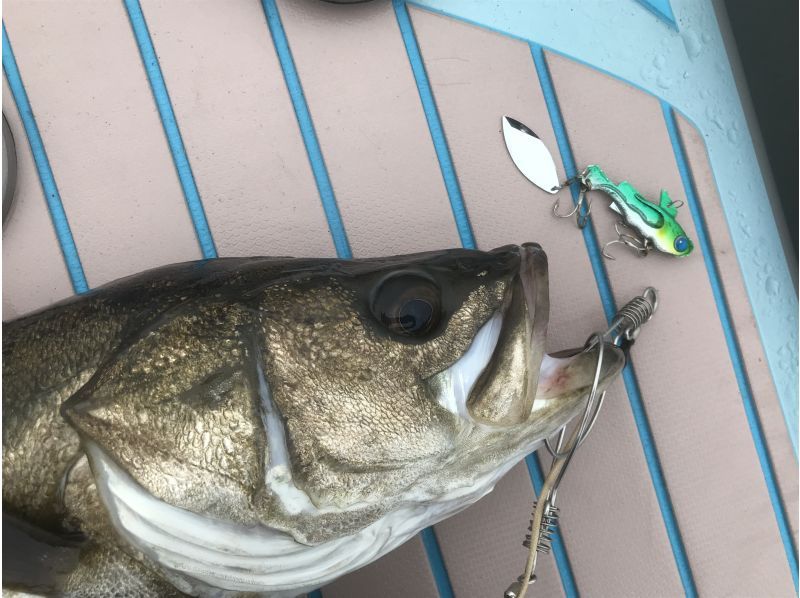 [Kanagawa/Yokosuka] Experience SUP fishing without bringing anything with you – Enjoy fishing easily on the sea!の紹介画像