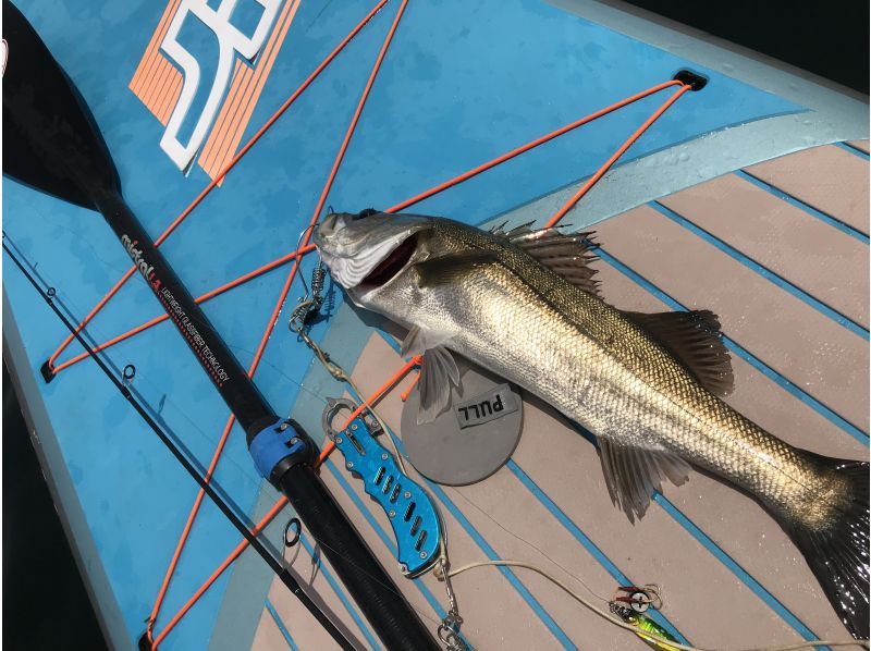 [Kanagawa/Yokosuka] Experience SUP fishing without bringing anything with you – Enjoy fishing easily on the sea!の紹介画像