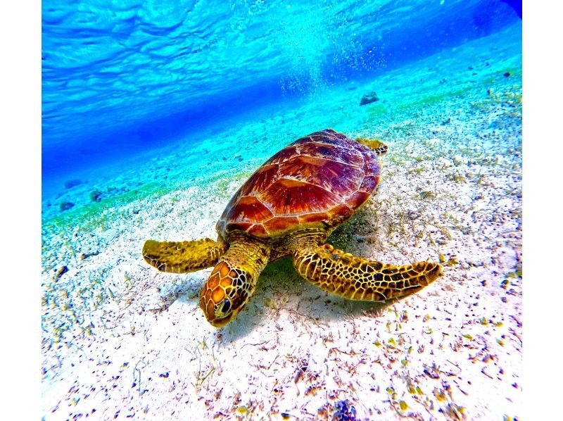 【沖縄・今帰仁】★☆めざまし土曜日が大絶賛した絶景シークレットビーチでクリアカヤックウミガメ探検ツアー！！（90分）ジャングリア沖縄近く☆★の紹介画像