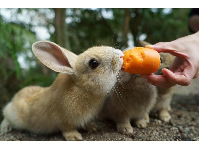 [Departing from Hiroshima, Onomichi, and Setoda] Okunoshima Rabbit Picnic Cruiseの紹介画像