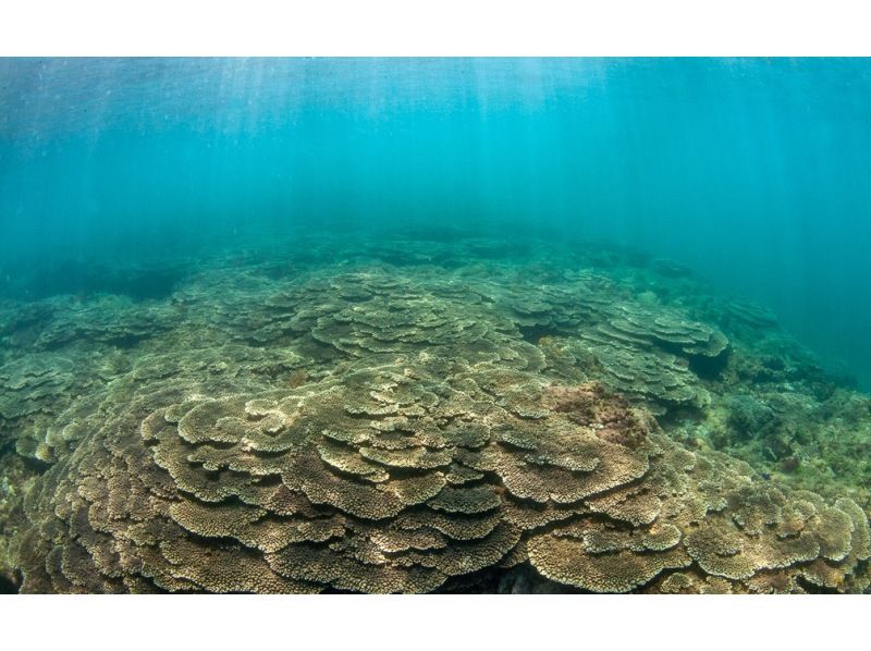 【和歌山・串本 体験ダイビング】ドライスーツで体験ダイビング１ダイブ　寒さ知らずでダイビング！！　少人数制を徹底で安心のサポート体制の紹介画像