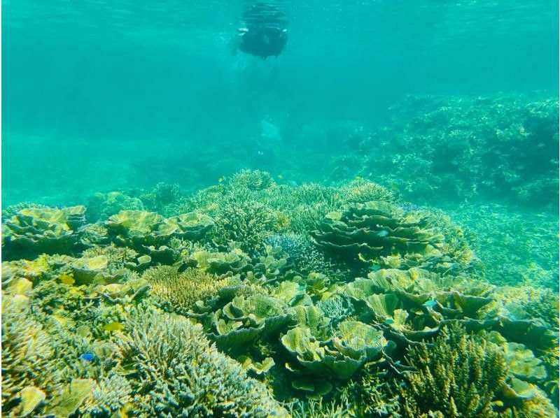 【沖縄・石垣島】カヤックに乗って川平湾のシークレットスポット・サンゴ礁＆熱帯魚の楽園・川平タバガーへ行こう！の紹介画像