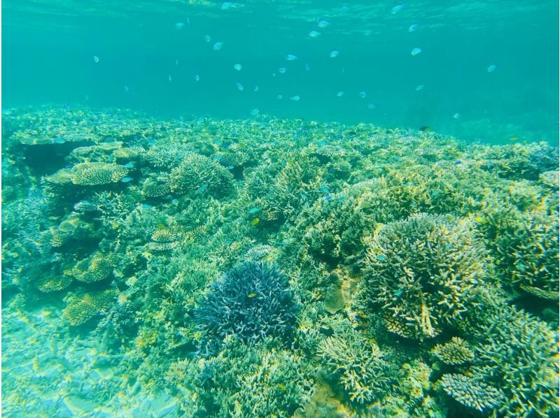 【沖縄・石垣島】カヤックに乗って川平湾のシークレットスポット・サンゴ礁＆熱帯魚の楽園・川平タバガーへ行こう！の紹介画像