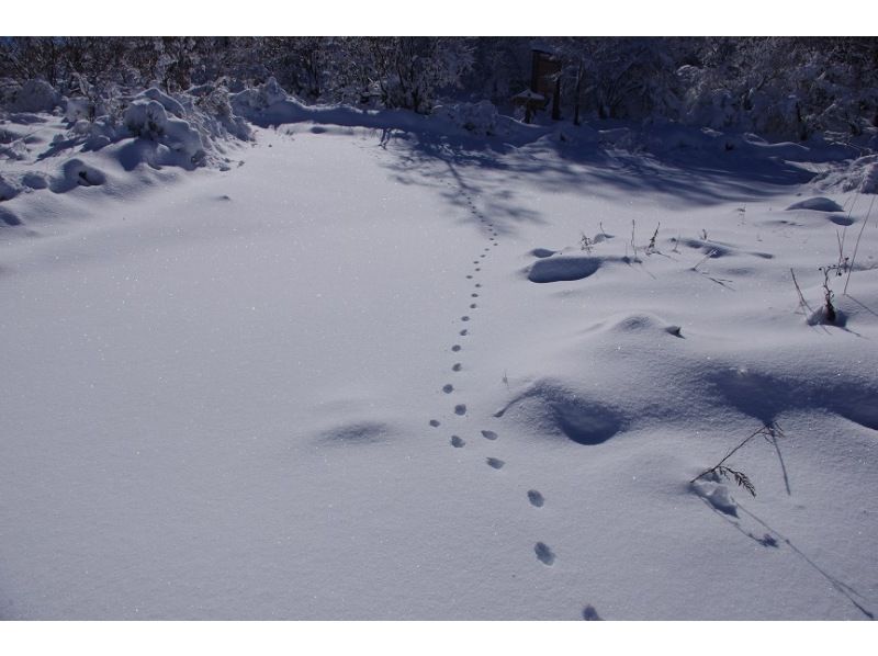 【長野・霧ヶ峰】冬の八島湿原１時間 プライベートガイド～ご希望の日時で おひとり様・ファミリー大歓迎♪の紹介画像