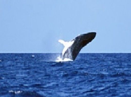 【沖縄・恩納村】冬季限定!ホエールウォッチング~那覇空港から車で約1時間 【沖縄・恩納村】冬季限定!ホエールウォッチング~那覇空港から車で約1時間