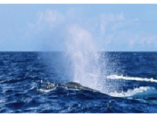 【沖縄・恩納村】冬季限定!ホエールウォッチング~那覇空港から車で約1時間 【沖縄・恩納村】冬季限定!ホエールウォッチング~那覇空港から車で約1時間