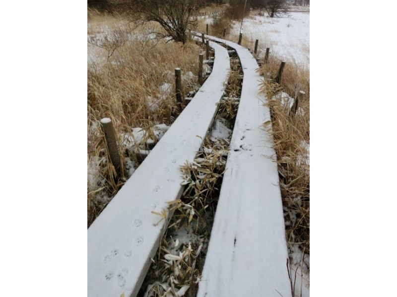 【長野・霧ヶ峰】冬の八島湿原３時間 プライベートガイド～ご希望の日時で おひとり様・ファミリー大歓迎♪の紹介画像
