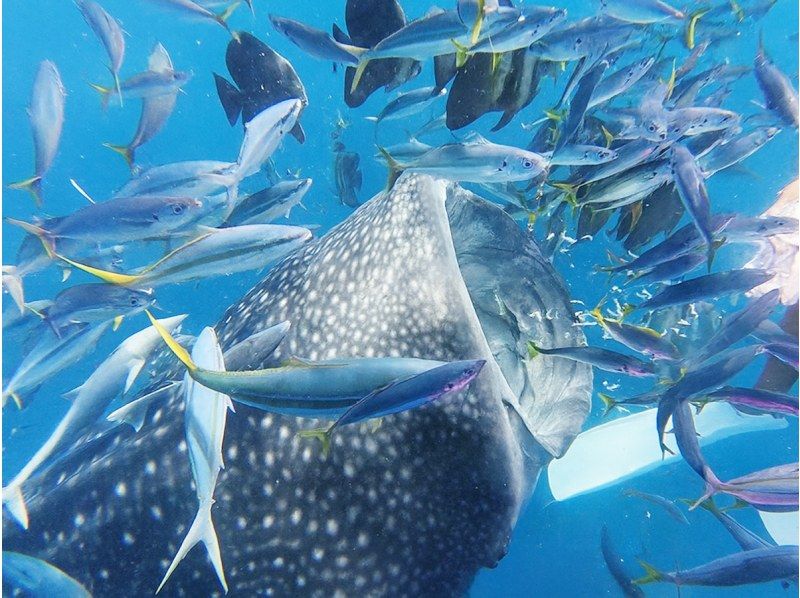 [Okinawa, Yomitan Village] Experience Diving ★ Swim with the king of the sea, the whale shark! A dream dive that will become a lifelong memory ★の紹介画像
