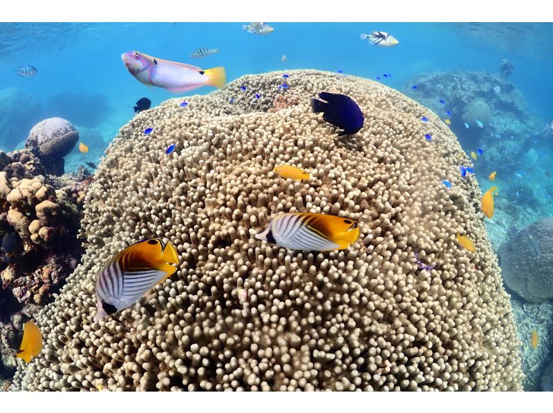 【沖縄・宮古島】ビーチで体験ダイビング＆シュノーケリング｜１組限定貸切ツアー｜半日コース｜GoProレンタル無料の紹介画像