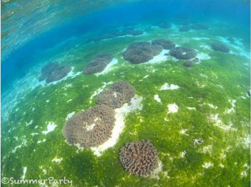 【沖縄・宮古島】初めての方にオススメ！時間を有効に使える体験ダイビング半日コース（ビーチ1ダイブ）の紹介画像