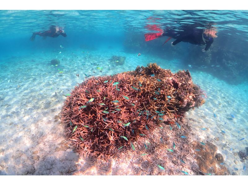 【沖縄・宮古島】ビーチで体験ダイビング＆シュノーケリング｜１組限定貸切ツアー｜半日コース｜GoProレンタル無料の紹介画像