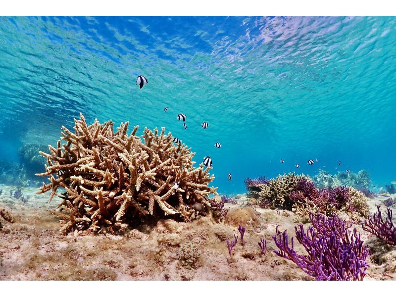 【沖縄・宮古島】ビーチで体験ダイビング＆シュノーケリング｜１組限定貸切ツアー｜半日コース｜GoProレンタル無料の紹介画像