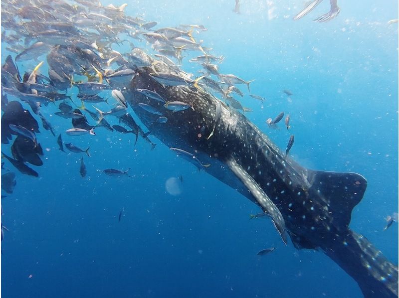 【沖縄・読谷村】当店人気No1★巨大な海の王者と泳ぐ感動がここに―★ジンベエザメシュノーケルツアー　家族みんなでジンベイザメに会いに行こう！の紹介画像