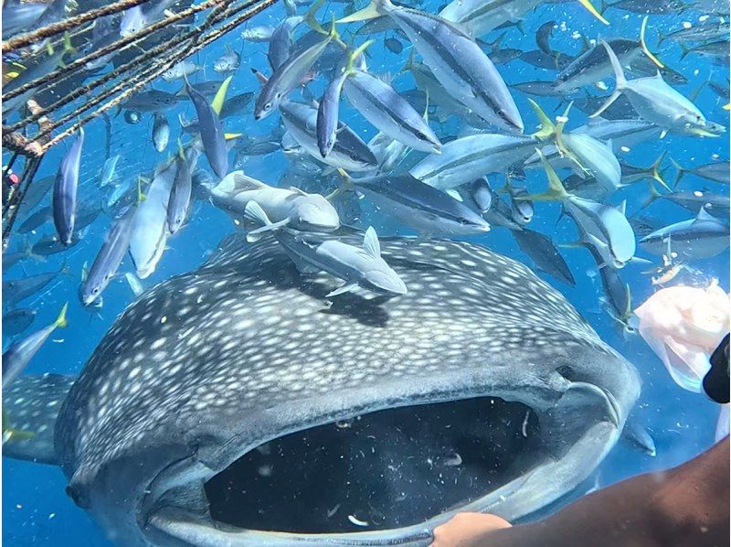 [Okinawa, Yomitan Village] Our most popular item ★ Experience the thrill of swimming with the giant king of the sea here ★ Whale Shark Snorkeling Tour Let's go see the whale sharks with the whole family!の紹介画像