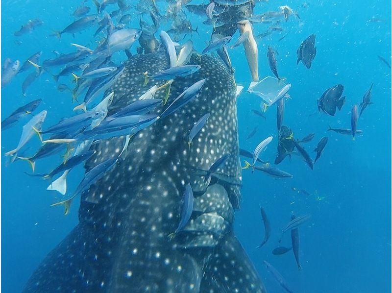 [Okinawa, Yomitan Village] Our most popular item ★ Experience the thrill of swimming with the giant king of the sea here ★ Whale Shark Snorkeling Tour Let's go see the whale sharks with the whole family!の紹介画像