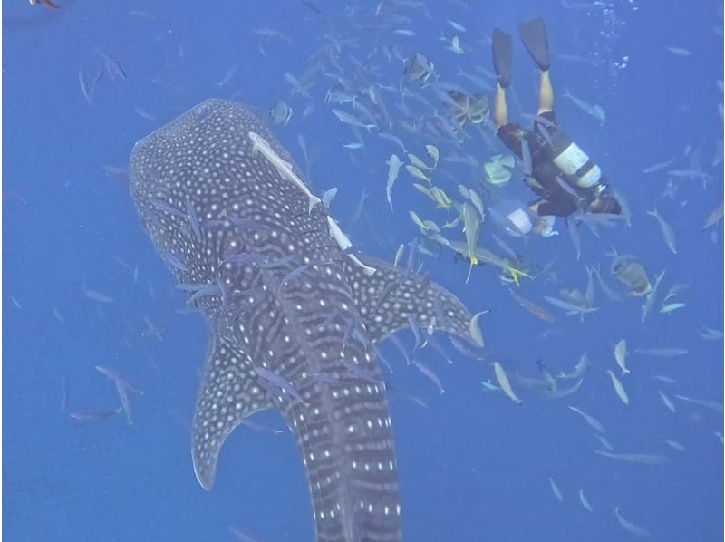 【沖縄・読谷村】当店人気No1★巨大な海の王者と泳ぐ感動がここに―★ジンベエザメシュノーケルツアー　家族みんなでジンベイザメに会いに行こう！の紹介画像