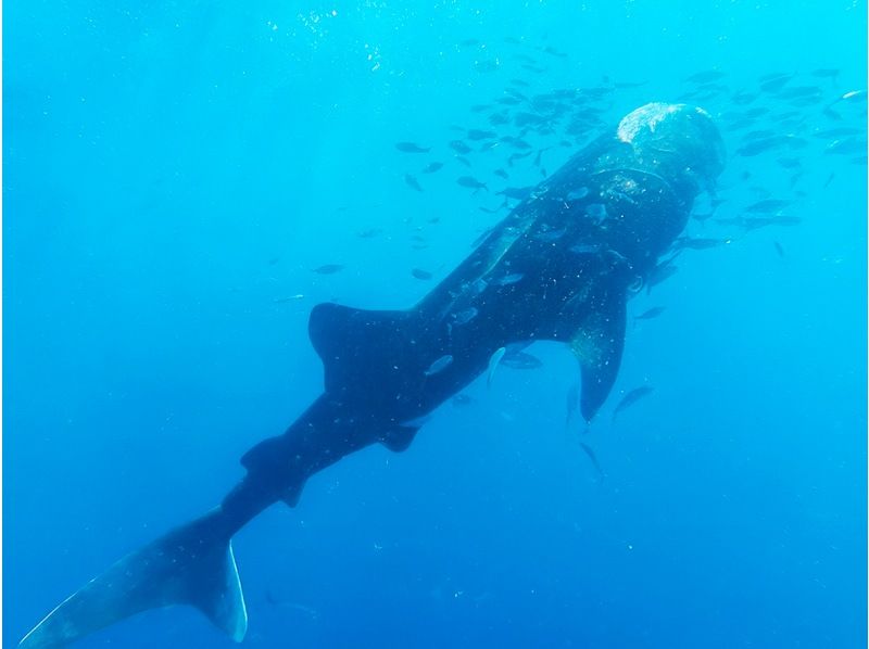 【沖縄・読谷村】当店人気No1★巨大な海の王者と泳ぐ感動がここに―★ジンベエザメシュノーケルツアー　家族みんなでジンベイザメに会いに行こう！の紹介画像