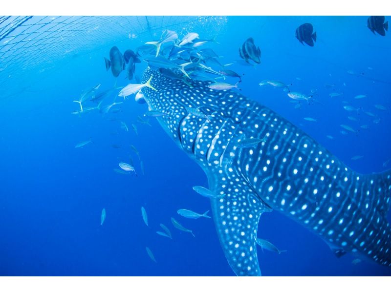 【沖縄・読谷村】当店人気No1★巨大な海の王者と泳ぐ感動がここに―★ジンベエザメシュノーケルツアー　家族みんなでジンベイザメに会いに行こう！の紹介画像