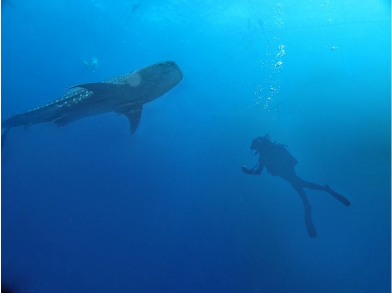 【沖縄・読谷村】当店人気No1★巨大な海の王者と泳ぐ感動がここに―★ジンベエザメシュノーケルツアー　家族みんなでジンベイザメに会いに行こう！の紹介画像